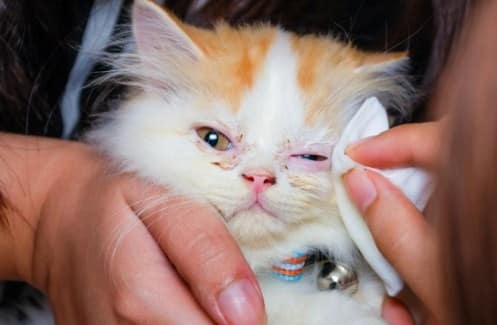 Penyakit Mata Pada Kucing